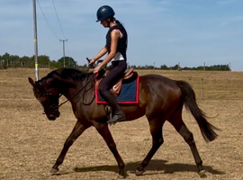 Lovely 3yr old gelding for sale