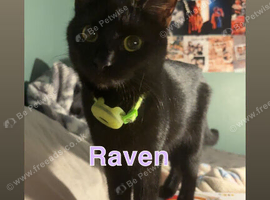 Tabby and black cat for sell