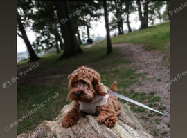 Two beautiful Cockapoo puppy&rsquo;s for sale