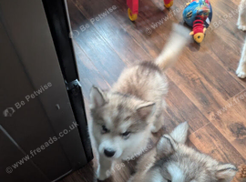 2 males left KC Reg Alaskan Malamute Puppies