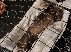 Two female ferrets for new home due to alergys