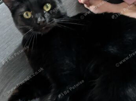 2 year old for rehoming
