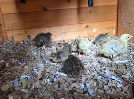 Baby chicks quails