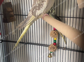 Two baby cockertiels