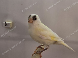 Young canaries