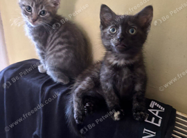 Cute kittens ready now