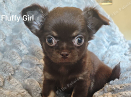 Tiny Chocolate Chihuahua puppies