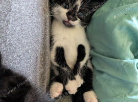2 kittens looking for forever home