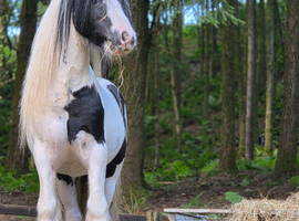 Mini cob gelding