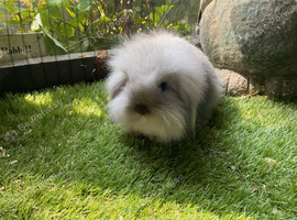 Seal point and sable mini lion lop baby rabbits