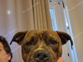 Bully kutta cross Staffordshire bullterrier