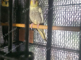 Breeding Pair of cockatiel and female from &pound;75.