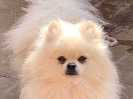 Russian toy Pomeranian boy