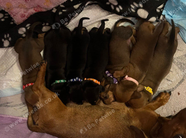2 stunning dachshund girl pups