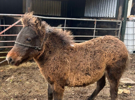 Bay filly foal to make 13hh