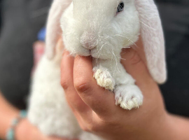 Gorgeous Mini Plush Lop Rabbits
