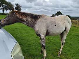 Few spot appy colt reg Aphc pt breed knab