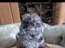 Beautiful f2b cockapoo's