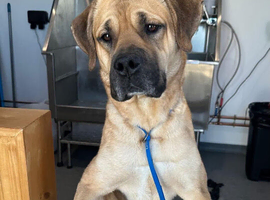 DOG FOR STUD ONLY