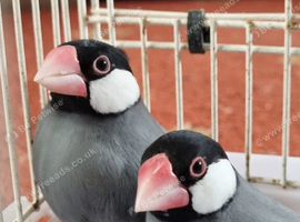 Java finches for sale