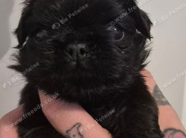 Long haired pug puppies
