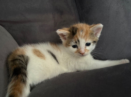 One Stunning Little Female Kitten