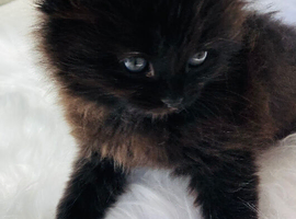 British long hair mix kittens