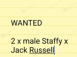 2 male Jack Russell cross Staffy puppies WANTED