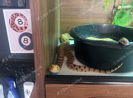 1.1 pair of Bull snakes