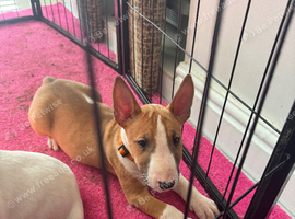 English bull terrier girl