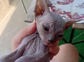 Sphynx  full hairless no hair no where