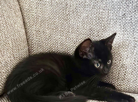 2 males kittens