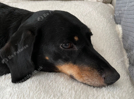 Black and Tan Dachshund Boy