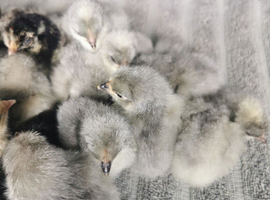 Lavender Pekin Bantam Chicks