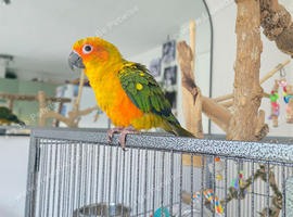 Sun conure