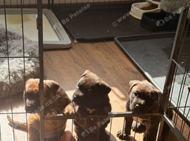 Beautiful Presa Canario Puppys
