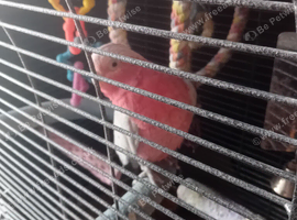 Gala cockatiel