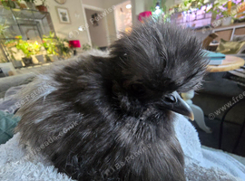 Wanted - silkie chickens
