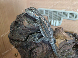 BEARDED DRAGONS WITH A TINT OF RED