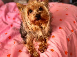 Tiny Yorkshire Terrier Boy For Stud