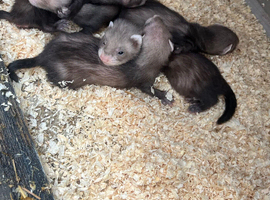 Ferret babies