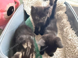 3 beautiful kittens