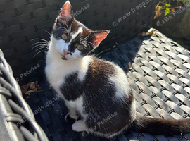 Gorgeous Tuxedo Female Kitten!!