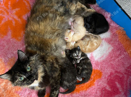 5 mainecoon mix kittens