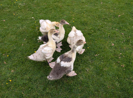 West of England cross goslings