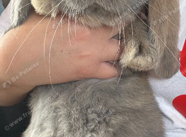 Stunning pure bred French lop babies