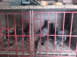 13 racing pigeons in Grimsby