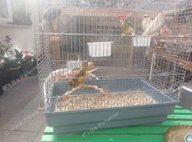 MIXED CANARIES FOR SALE
