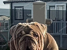 Stunning British Bulldog Lilac & Tan Male