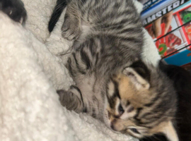 Kittens for sale